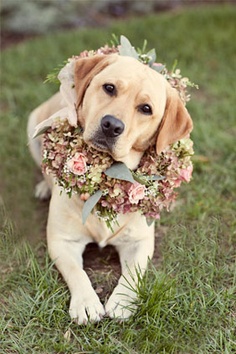 pet floral